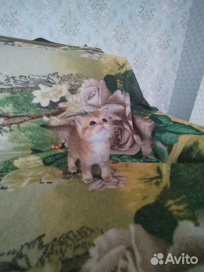 Золотая шиншилла