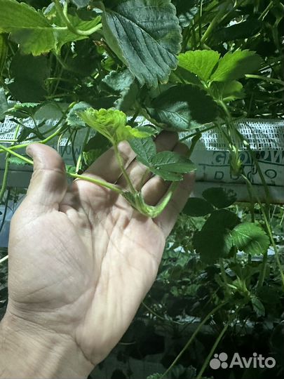 Усики клубники Кабрило ремонтадный