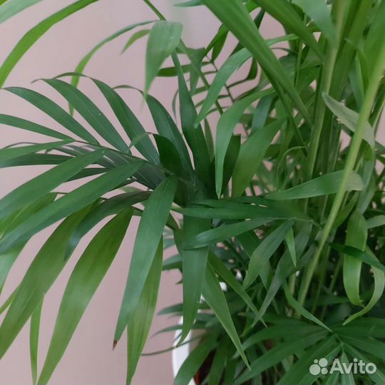 Хамедорея Комнатные растения Тюмень