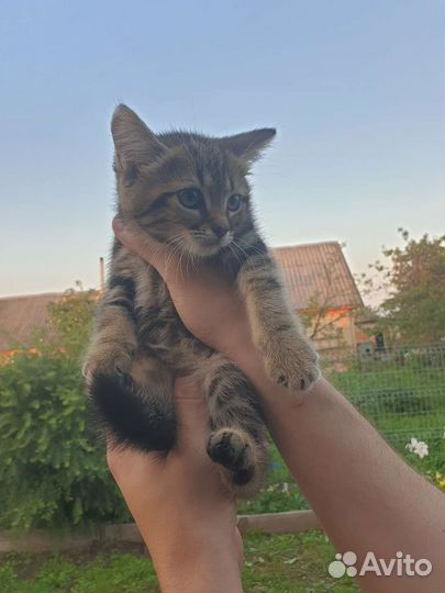 Котенок девочка