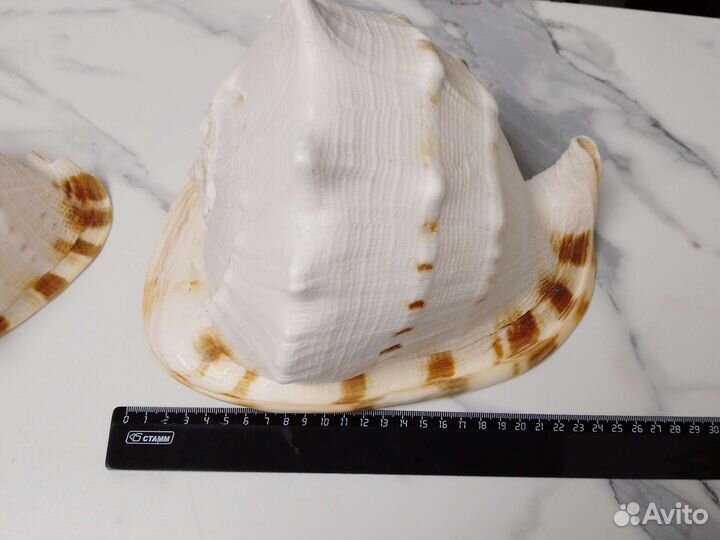 Морские ракушки раковины