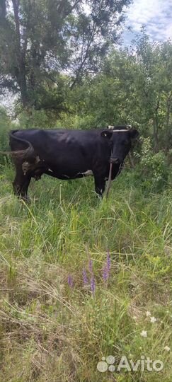 Корова дойная