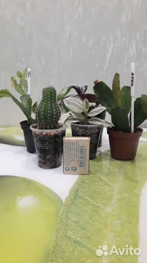 Комнатные растения, 5 шт