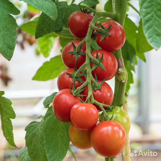 Овощевод/разнорабочий