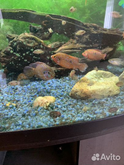 Хромис -красавец, цихлиды -мальки 4-5 см