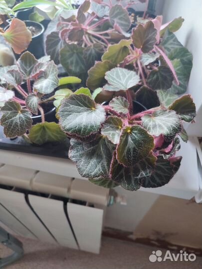 Комнатные растения