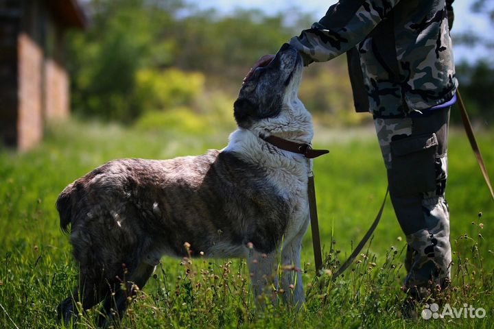 Выгул собак приюта