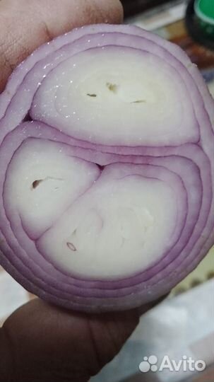 Лук шалот карандаш