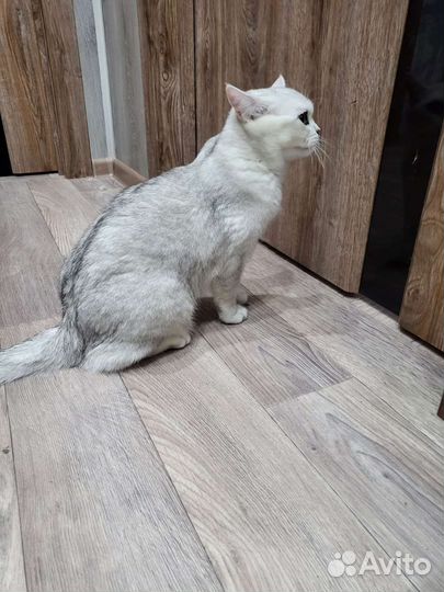 Британская кошка