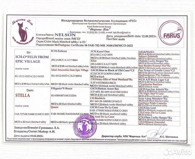 Вязка мейн-кун с родословной