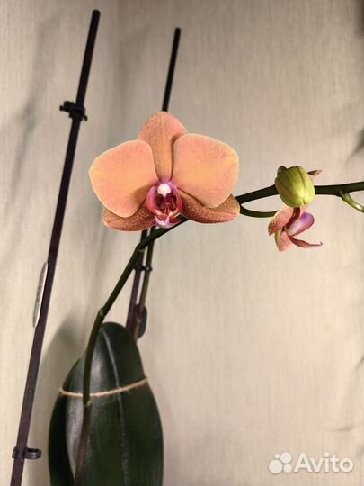 Орхидея фаленопсис Surf Song