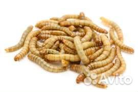 Туркменский таракан, сверчок банановый