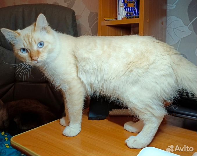 Тайский кот на улице