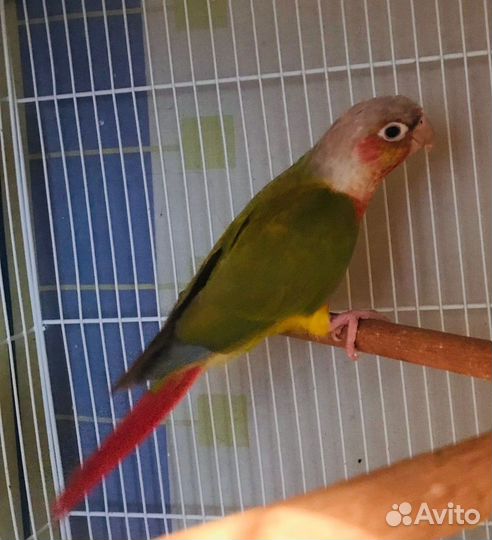 Пиррура птенцы