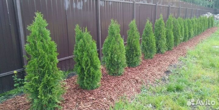 Саженцы туи смарагд