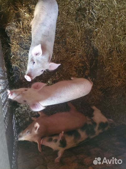 Поросенок ландрас