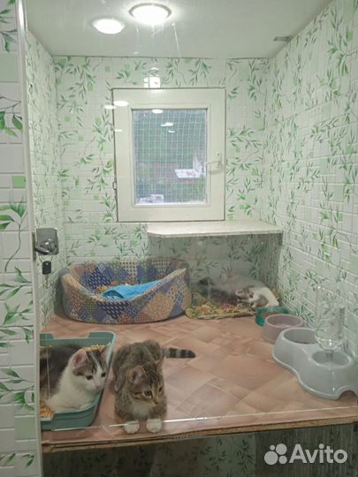 Зоогостиница на природе,номера с личным балконом