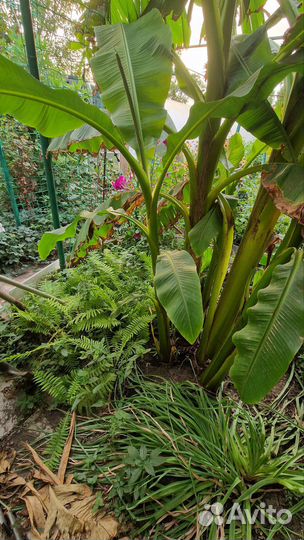 Банановая пальма