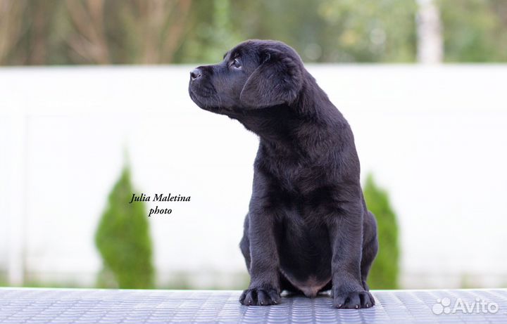 Щенки лабрадора