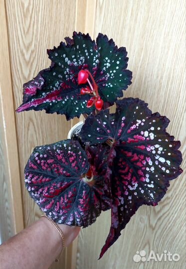 Комнатные цветы