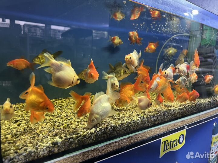 Большой выбор золотых рыбок