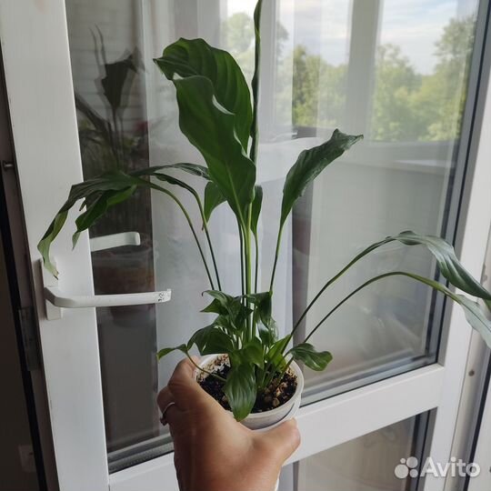 Спатифиллум