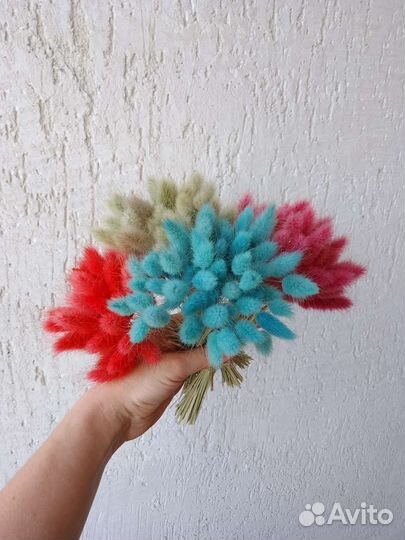 Цветной лагурус