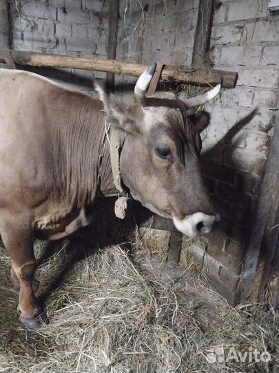 Корова дойная