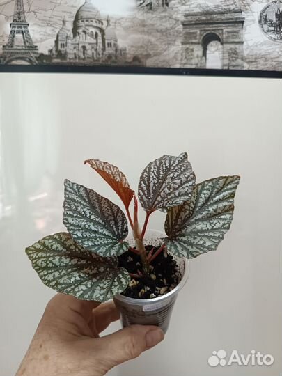 Бегония Кейн, цветы комнатные