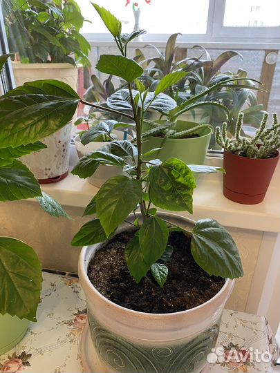 Гибискус- китайская роза