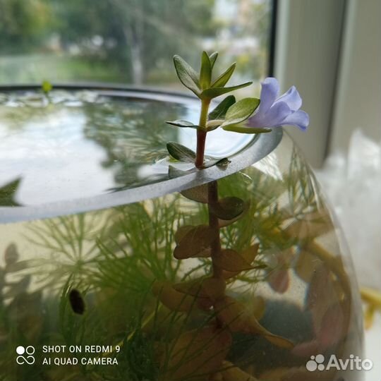 Живые растения для аквариума