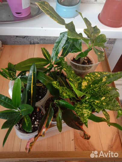 Кротон мамми,Санни стар,голддаст,голдкинг,экселенс