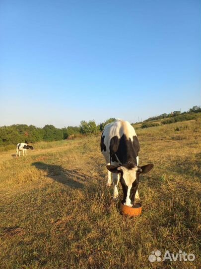Голштины на корову