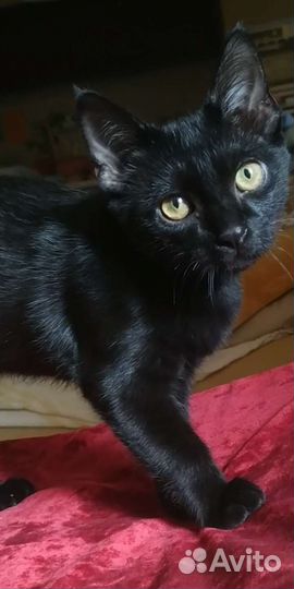 Котик, 4 месяца