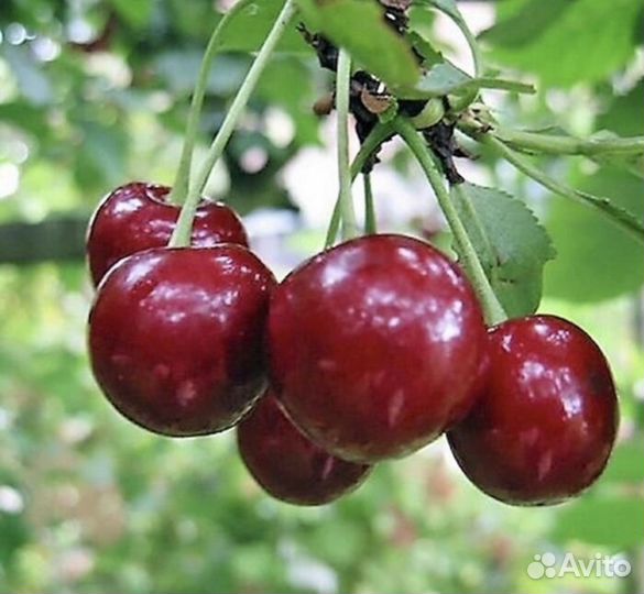 Черешня бычье сердце
