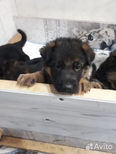 Продам щенков немецкой овчарки