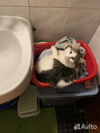 Кошка в хорошие руки