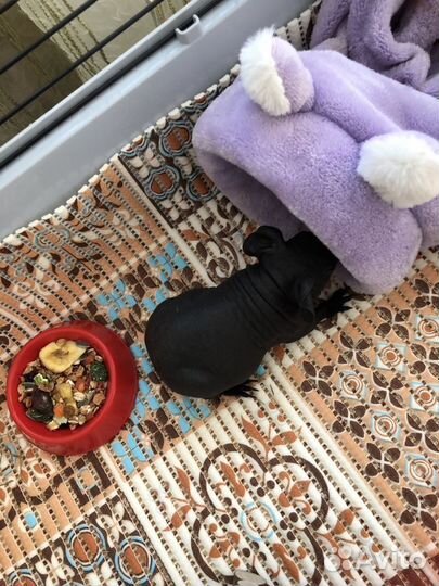 Морская свинка скинни