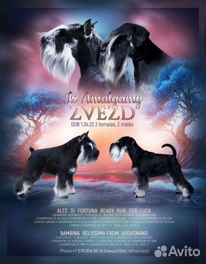 Цвергшнауцер