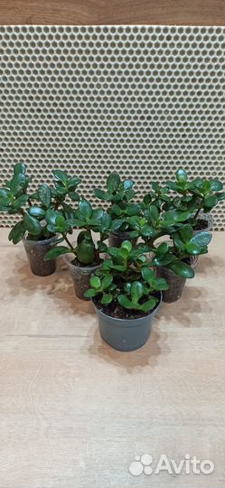 Красула овата(денежное дерево)