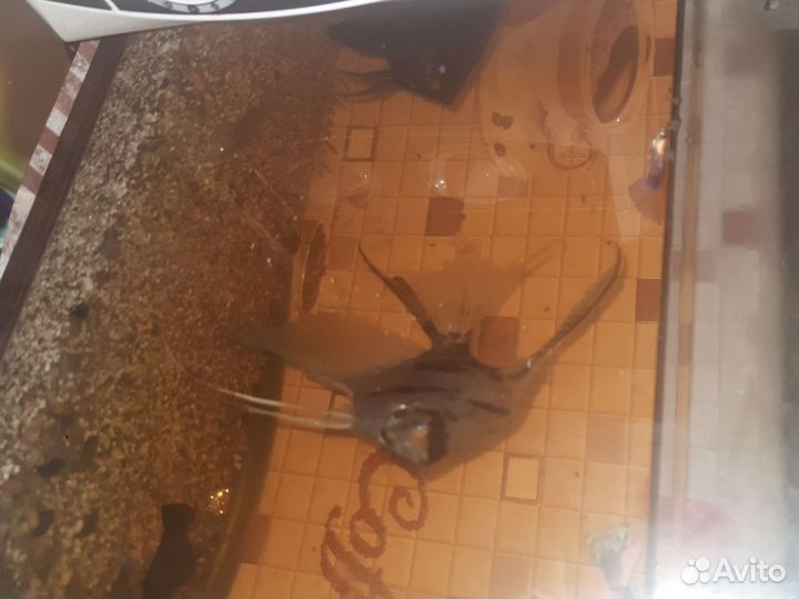 Аквариум с рыбками