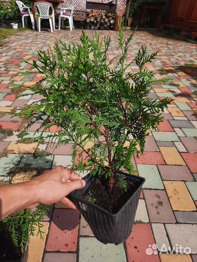 Туя Глобоза