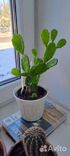 Кактусы и суккуленты