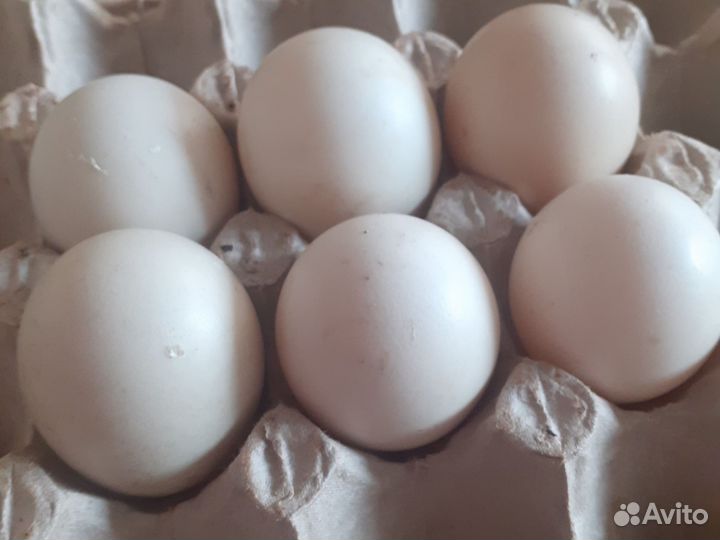 Яйца для инкубации