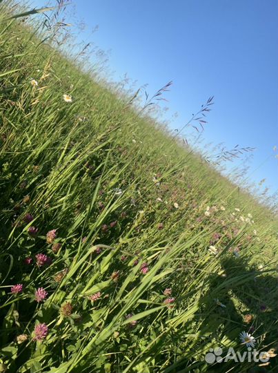 Сено в тюках