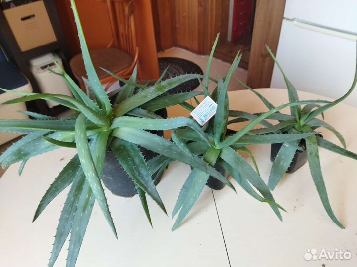 Лекарственное комнатное растение Алоэ Вера