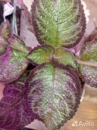 Эписции много сортов