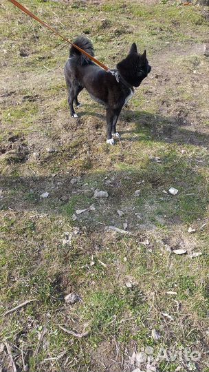 Собака рускоевропейская лайка