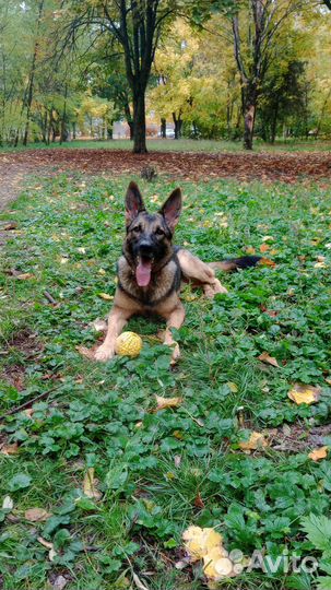 Дрессировка собак кинолог воспитание собак