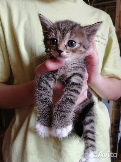 Котята в дар